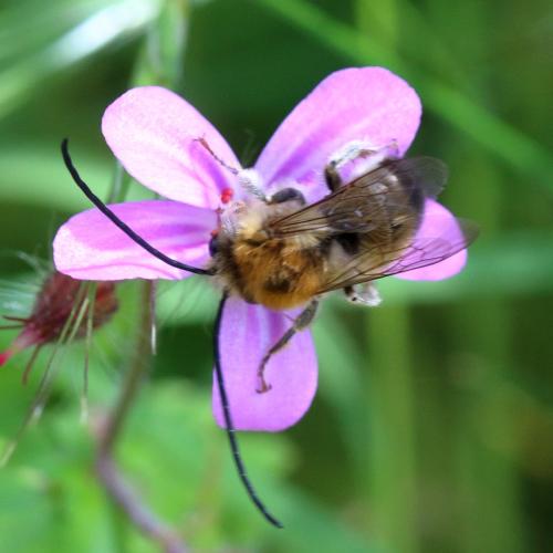 Eucera sp.